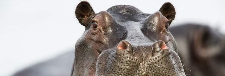 Moremi Game Reserve