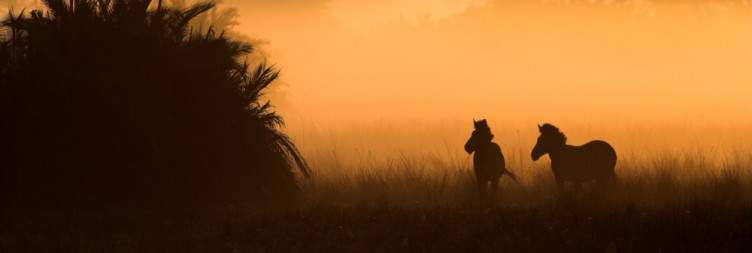 Moremi Game Reserve