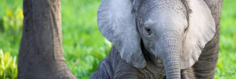 Moremi Game Reserve