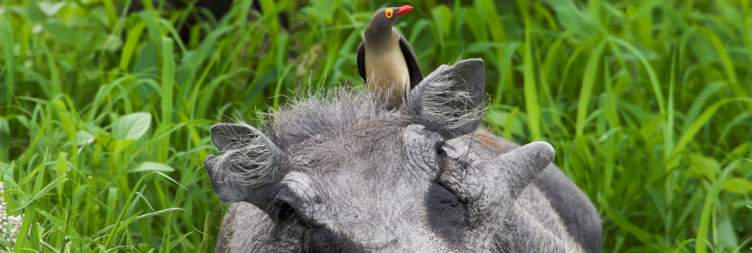 Hello Moremi Game Reserve