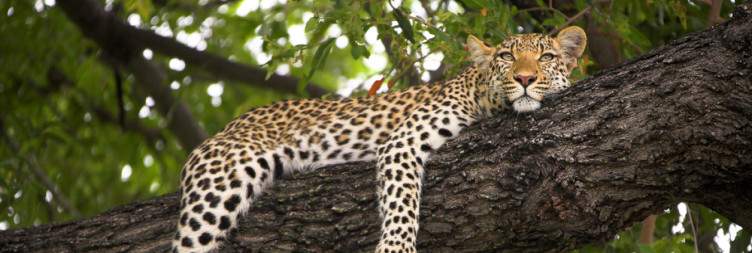 Okavango Delta- Moremi Game Reserve