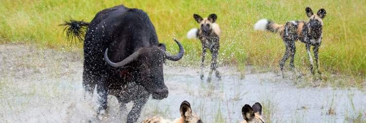 Full-Day Exploration in Moremi Game Reserve
