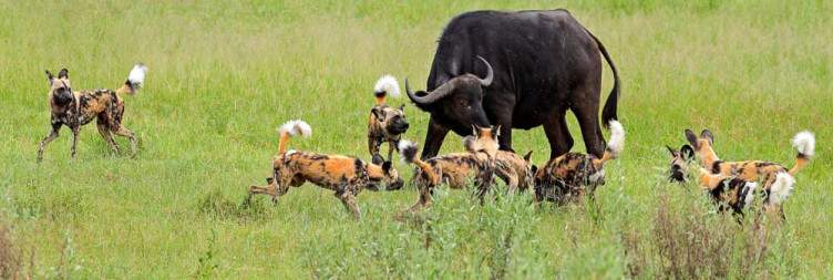 Depart from Maun to Moremi Game Reserve
