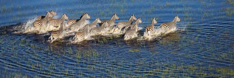 Moremi Game Reserve