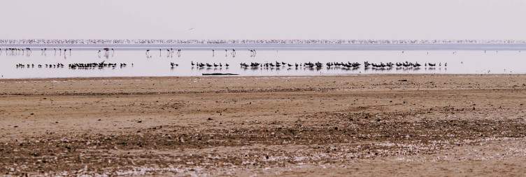 Nata - Bird Sanctuary
