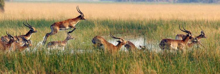 Okavango Delta