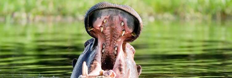 Okavango Delta - Pom Pom