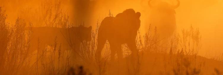 Okavango Delta