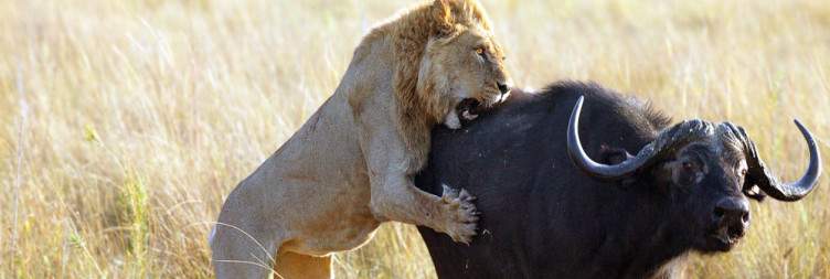 Okavango Delta - Arrival & Island Immersion