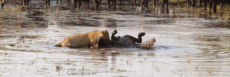 Morning Safari & Afternoon Mokoro Ride