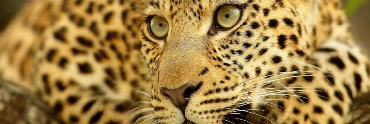 Water and Land Based Safari Activities