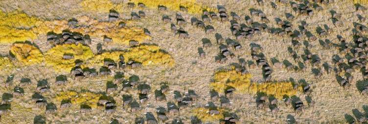 All-Day Pass in the Okavango Delta and a Mokoro Cruise