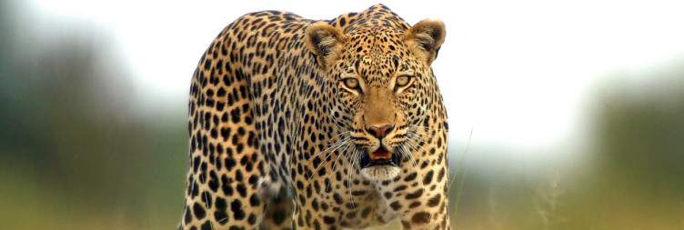 Okavango Delta
