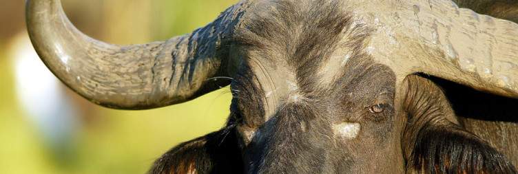 Okavango Delta - Deep Exploration & Connection