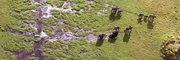 Okavango Delta: Camp Okavango