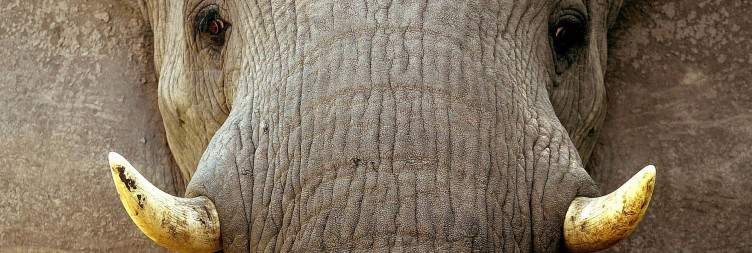 Elephant Sands to Maun Okavango Delta