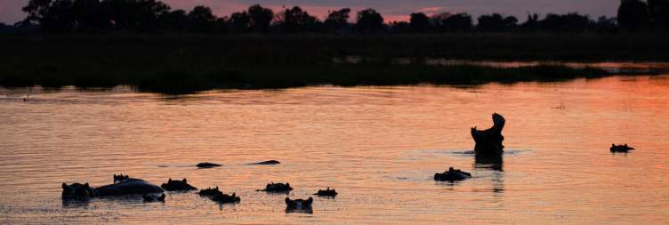 Game Drive and Flight to the Delta