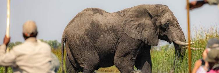 Walking Safari, Mokoro Training and Sundowner