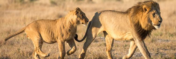 Discover the Savute Wildlife Magic