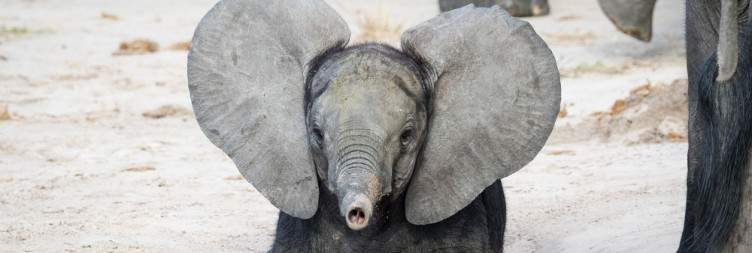 Chobe National Park - Savuti