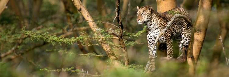 Savuti Safari - Ghoha Hills Savuti Lodge