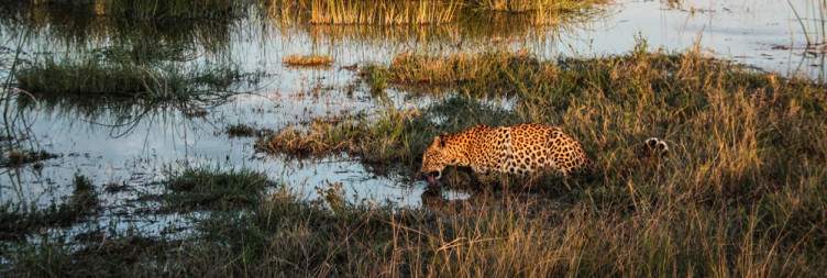 Savuti Wilderness Experience