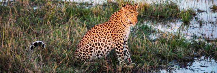 Transfer to Savuti