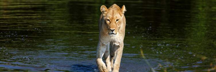 Transfer to Savuti & Afternoon Game Drive