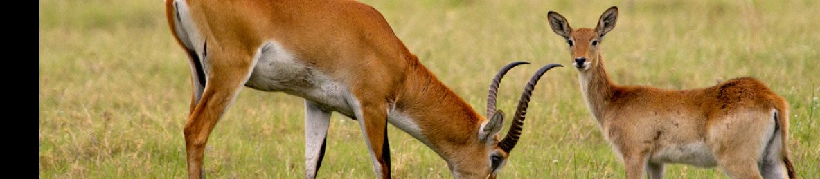 4-Day Okavango Delta Safari Tour