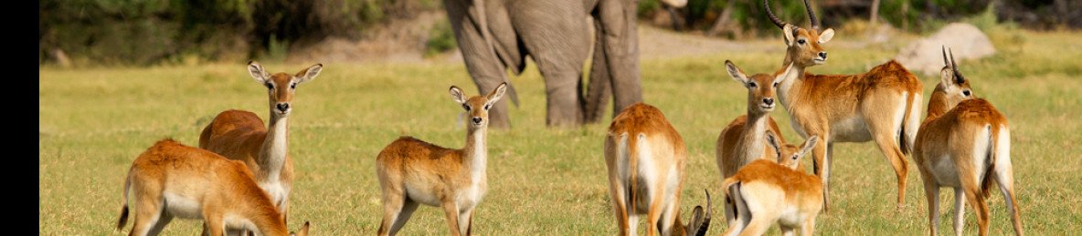 8-Day Moremi - Chobe Bush Getaway