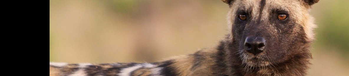 8-Day Victoria Falls Chobe NP Elephnats Sands & Okavango