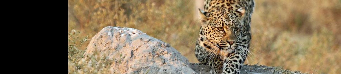 5-Day Khwai & Moremi Wilderness Safari
