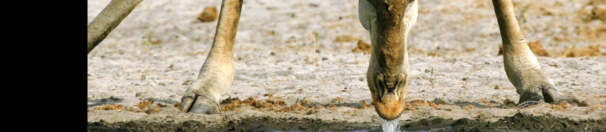 15-Day Ultimate Safari Adventure