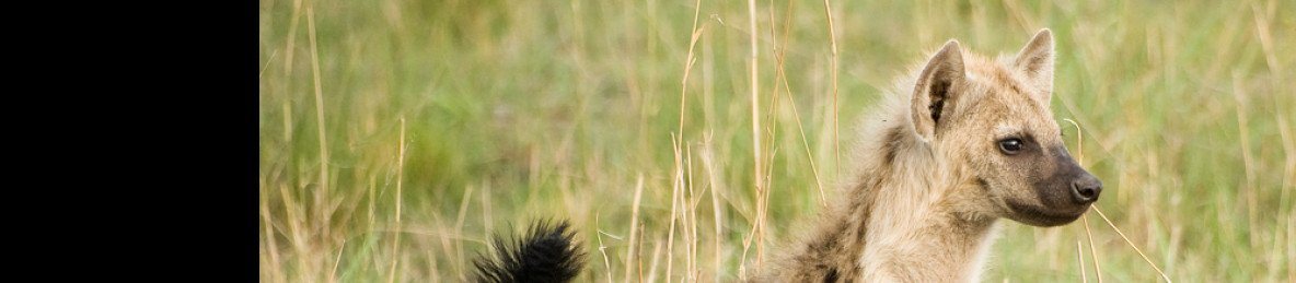 11-Day Best of Botswana and Vic Falls