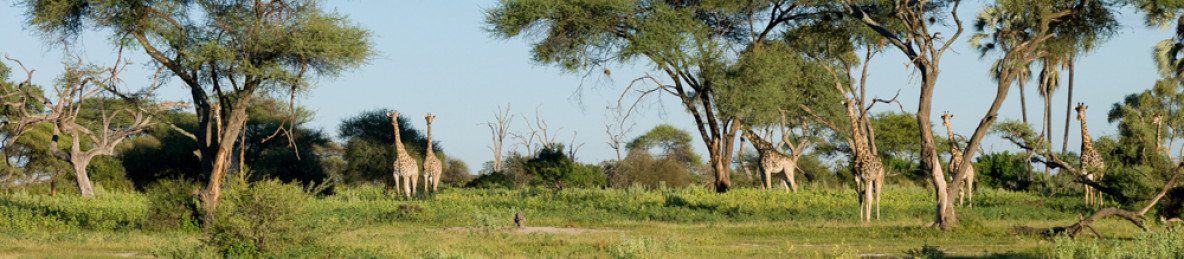 4-Day Moremi Safari