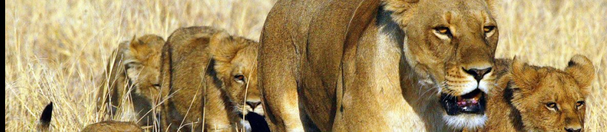 8-Day Moremi GR, Chobe - Premier Wildlife Destinations