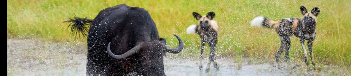 5-Day Moremi Hippo Tented Safari