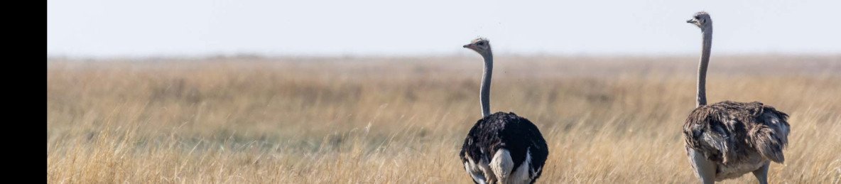 6-Day Botswana Walking Safari & Canoe Expedition