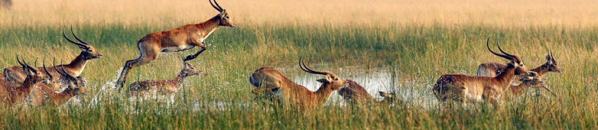 7-Day Epic Botswana Safari