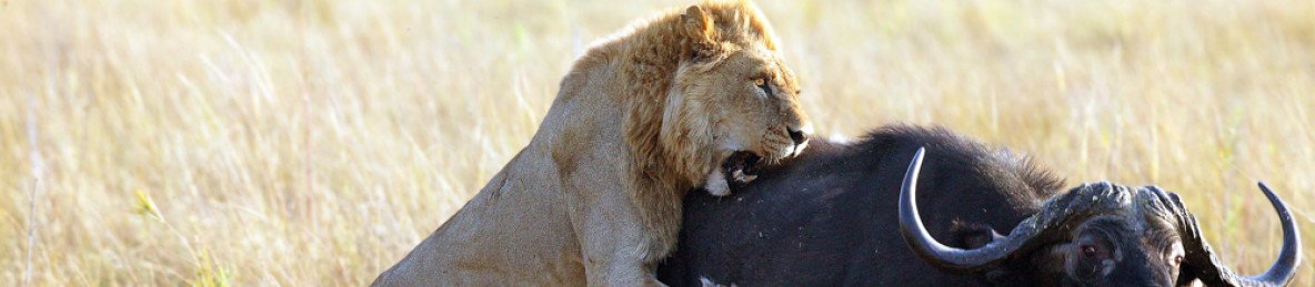 7-Day Kruger, Victoria Falls, Hwange & Chobe Safari