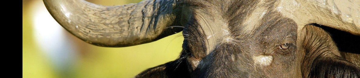 11-Day Namibia Big 5 Wildlife Safari Tour (Lodging)