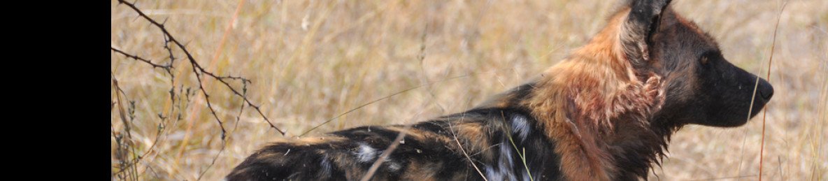 5-Day Mana Pools National Park Safari Experience
