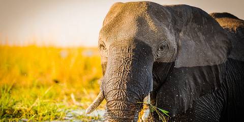 Budget camping Inside Okavango Delta – Day 1: Lunch & Dinner Included – Day 2: All Meals Included