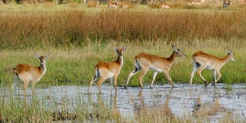 Budget camping Inside Okavango Delta – All Meals Included