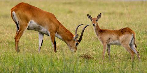 Budget camping Inside Okavango Delta – Day 1: Lunch & Dinner Included – Day 2-3: All Meals Included