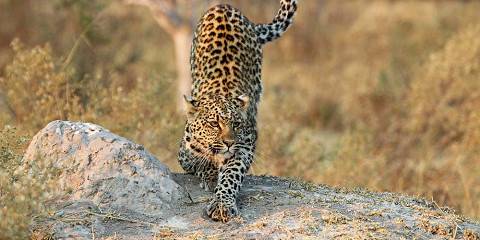 Mid-range camping Just outside Khwai Concession (Okavango Delta) – Day 1: Lunch & Dinner Included – Day 2: All Meals Included