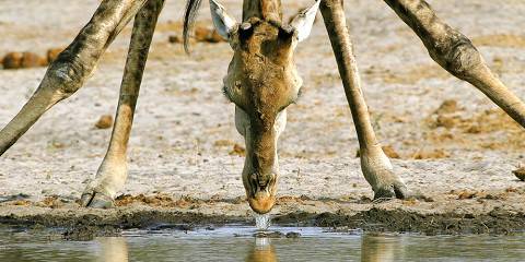 Budget camping Chobe River – All Meals Included