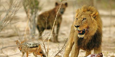 Budget camping Just outside Khwai Concession (Okavango Delta) – Day 1: Lunch & Dinner Included – Day 2: All Meals Included