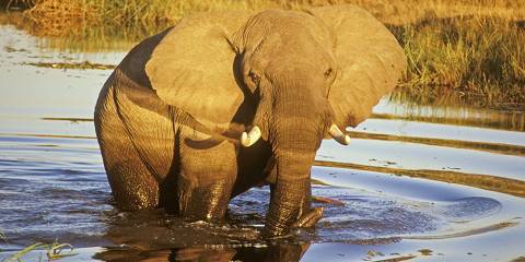Mid-range camping Inside Moremi GR (Okavango Delta) – All Meals Included