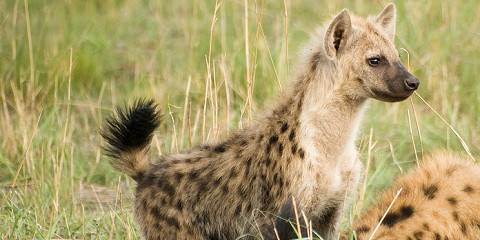 Budget camping Inside Okavango Delta (Botswana) – All Meals Included